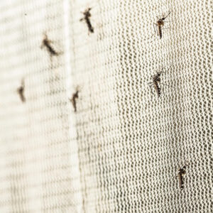 Anti-Malaria
