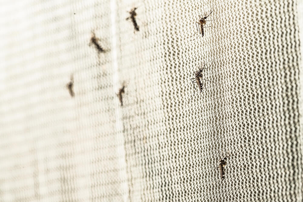 Anti-Malaria